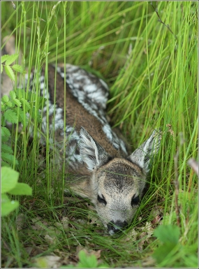 <p>SRNEC OBECNÝ (Capreolus capreolus) Šluknovsko - Království /European roe deer - Reh/</p>